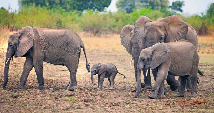 Hundreds of Elephant Families to Be Killed – Animal Groups Worldwide Raise&nbsp;Alarm