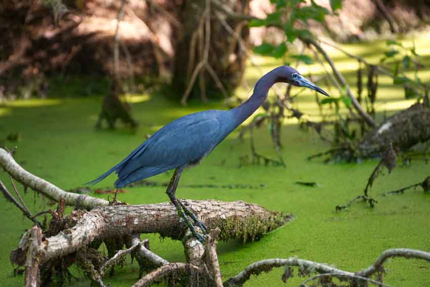 Louisiana Swamp Tours Explain Bird Migration and Winter&nbsp;Habits