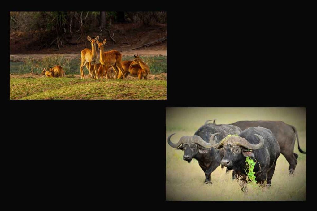 Deer Christo Ras Buffalo Martin Karnis Pixabay